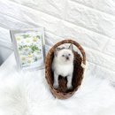 오독안심분양센터 강아지분양 고양이분양 목동점 이미지