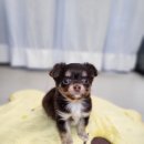 왓츠멍 남양주 강아지분양 이미지