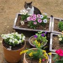 (봄맞이) 홈가드닝 | 봄맞이 홈가드닝 부산 미래화훼 꽃모종 구매 후 봄맞이 식재후기