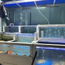 어부네회수산 | 광주 말바우시장 횟집 추천 고흥어부네회수산 가성비 최고 회전율 좋은 횟집