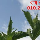 상록빌딩 앞 이미지