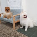 펫이동서비스 이미지