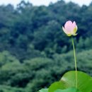 비실연꽃마을 이미지