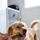 구민동물병원 | 설 연휴 반려견 무료 돌봄 서비스 총정리