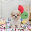 꽃강아지 이미지