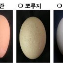 다람유통