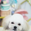 폼#반려견미용실 이미지