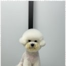 오쿠숑 이미지