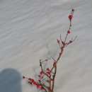 매화목장 이미지