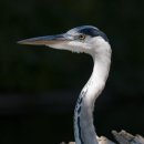 굿모닝복싱 이미지