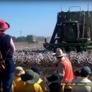 목화농장 이미지