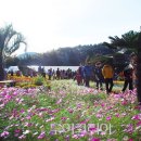 형형색색 '꽃바다'의 유혹 '거제섬꽃축제' 이미지