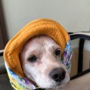 뚝방해물칼국수 | 오이도 애견동반 식당 뚝방집 해물칼국수 해물파전 4명 방문 후기