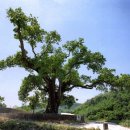 함안 영동리 회화나무 이미지