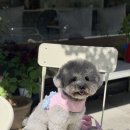 문화동물병원 | 송도 호랑이동물병원 푸들 여아 중성화 수술하고 왔어요
