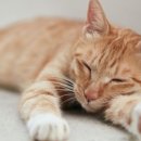 지 동물병원 이미지