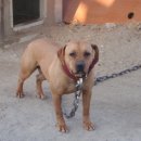 옐로우 켄넬 이미지