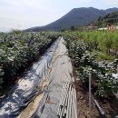 효원농장 이미지