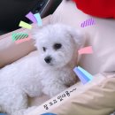 왈스반려견교육 | [강아지 방문훈련 교육후기] 퍼피 트레이닝
