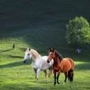 그해 여름 이미지