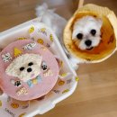 댕댕찹찹 이미지