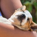 24일산우리동물병원 이미지