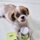 눈이부시개PET | 13살 노령견 시츄 콩이 눈 건강 관리｜푸초밀 눈이부시개 강아지 눈 영양제 후기