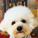 부산애견호텔 강아지유치원 펫퍼센트&코모네하우스 이미지