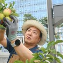 감사나무 데일리안