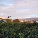 귤익는 마을 이미지