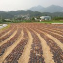 개토농장 이미지