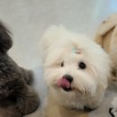 나무애견유치원 이미지