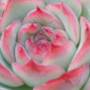 이화농장3 이미지