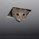 CAT 이미지