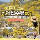 기대만족 이천점 | 이천 산수유축제 후기 2026 개화상태 주차 셔틀 총정리 (4/3 직접 다녀옴)