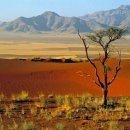 나무의 꿈 이미지