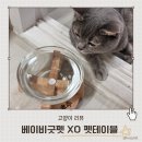 굿펫 네이버블로그