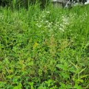 새금초등학교 이미지