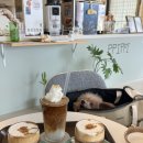 삐삐애견 이미지