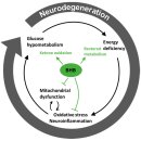논문) 케톤체가 신경 퇴행성 질환에서 뇌의 에너지 대사 및 기능에 미치는 영향 이미지