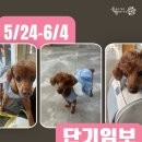 [급구] 푸들 "쿠쿠", 임보처 찾습니다. 이미지