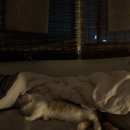 평촌동물병원 이미지