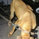 아름다운 개 이미지