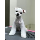 메이저독 이미지