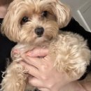 트리밍153 | [트리밍153] 강아지 가위컷 / 일산 애견미용 / 밤가시 애견미용 / 일산 강아지 곰돌이컷