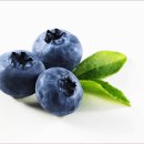 블루베리 이미지