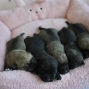 오픈주 하남스타필드점 이미지