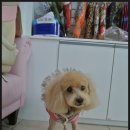 복슬 강아지미용실 이미지
