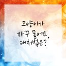 모루 동물의료센터 | 중랑구동물병원 고양이 물림? 대처법 알아보기!