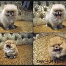 이리오개 이미지